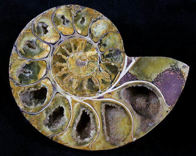 Sliced Phylloceras Ammonite (Half) - #23199